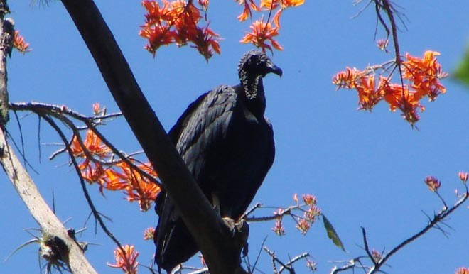 Vulture in a flame tree © BW Media